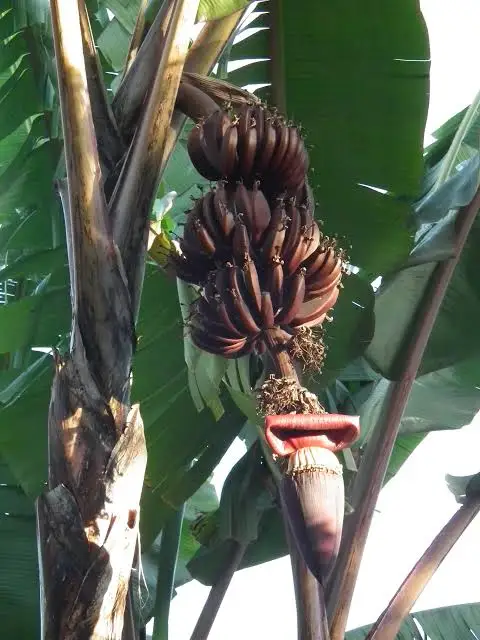 Red Banana (લાલ કેળું)